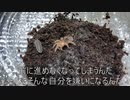 [レオパ動画]タランチュラ飼育日記その１４[かわいい]