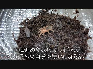 [レオパ動画]タランチュラ飼育日記その１４[かわいい]