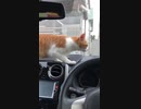 2回目の車ネコ。落ち着かない。