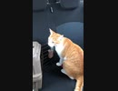 俺は車に動じない猫