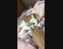 夢み心地で毛布気持ちよすぎネムタzzz