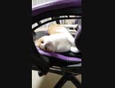 ネコも大好きなゲーミングチェア教えます