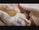 お布団がキモちぇぇぇぇ！眠いわzzz