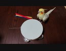 飼い主の希望は無視します