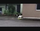 わんこ4兄弟