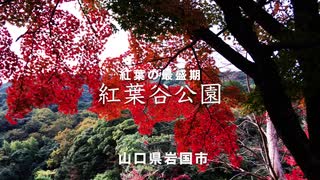 令和二年　紅葉最盛期〜「紅葉谷公園」　　山口県岩国市（吉香公園内）