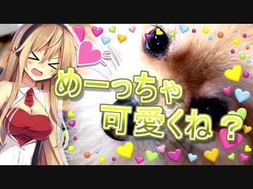うちのポメが可愛すぎる…！【VOICEROID】