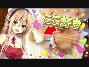 うちのポメが可愛すぎる…！ 2【VOICEROID】