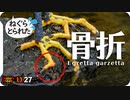 1127【指骨折？足ケガ悲劇のコサギと謎ダンス】カワセミ捕食と縄張り争い、セグロカモメが渡ってきた。ヒドリガモの喧嘩、オナガの群れや柿を食べるムクドリ【 #今日撮り野鳥動画まとめ 】 #身近な生き物語