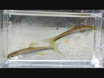 【睡眠用】眠たくなる淡水魚釣り51【カワムツ】