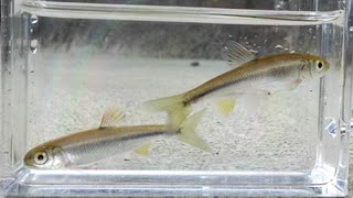 【睡眠用】眠たくなる淡水魚釣り51【カワムツ】