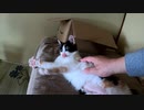 おチビの術後服を加速的に不審がる三毛猫の図