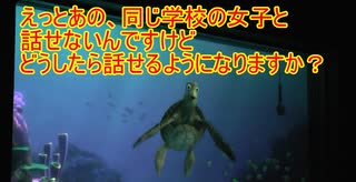 人気の タートルトーク 動画 269本 ニコニコ動画