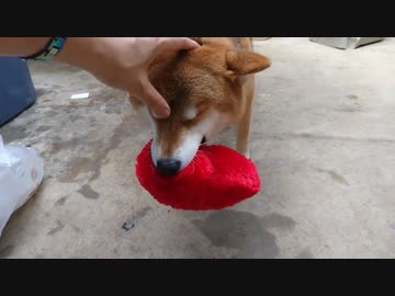 ハート型クッションでお出迎え柴犬