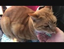 チラッと見える猫のキバ
