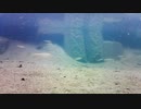【水中撮影】幻想的な水中動画11