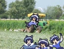 アライさんの大収穫