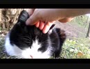 【野良猫】と癒しのお耳マッサージ