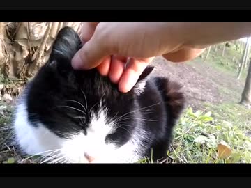 【野良猫】と癒しのお耳マッサージ