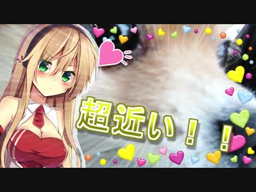 うちのポメが可愛すぎる…！ 4【VOICEROID】