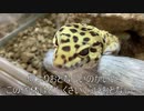 [ｱｻﾋｨ]タランチュラ飼育日記その１５[ｽｩﾌﾟｧｰﾄﾞｭﾗｧｧｱｨ]