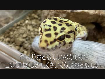[ｱｻﾋｨ]タランチュラ飼育日記その１５[ｽｩﾌﾟｧｰﾄﾞｭﾗｧｧｱｨ]