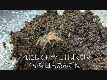 [断食って]タランチュラ飼育日記その１６[愛だ]
