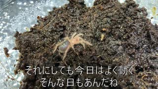 [断食って]タランチュラ飼育日記その１６[愛だ]