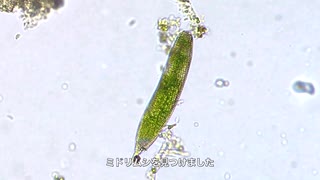 水路の生き物