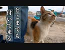 この先、ホームズを保護するべきかどうか・・・悩む