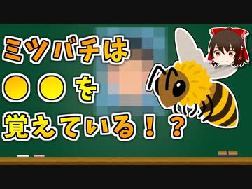 【ゆっくり解説】ミツバチは○○○を覚えている！【今日の豆知識】