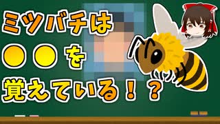 【ゆっくり解説】ミツバチは○○○を覚えている！【今日の豆知識】