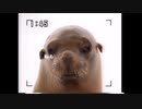 JARO CM 動物カバ編 動物アシカ編(東京版)30秒版