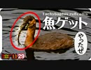 1129【川魚をカイツブリが捕食】カワセミの美しいホバリングにオオバン飛翔。コサギがミミズを食べる。野良猫が獲物狙う動き。ネコかわいい。バンの捕食など【 #今日撮り野鳥動画まとめ 】 #身近な生き物語