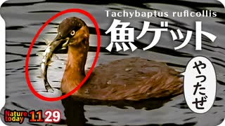 1129【川魚をカイツブリが捕食】カワセミの美しいホバリングにオオバン飛翔。コサギがミミズを食べる。野良猫が獲物狙う動き。ネコかわいい。バンの捕食など【 #今日撮り野鳥動画まとめ 】 #身近な生き物語