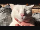ズボンに住み着く白き猫