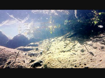 【水中撮影】幻想的な水中動画12