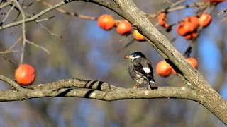 コハクチョウ