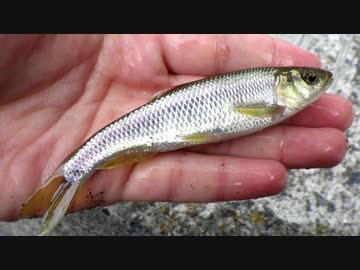 【睡眠用】眠たくなる淡水魚釣り53【カワムツ】