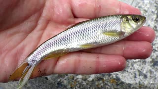 【睡眠用】眠たくなる淡水魚釣り53【カワムツ】