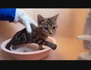 Cat Chocolat はじめてお風呂に入る猫