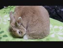 足をお舐め！