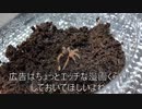 [年利１８％]タランチュラ飼育日記その１７[恐怖]
