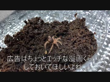 [年利１８％]タランチュラ飼育日記その１７[恐怖]