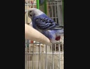 ワ子さんのおたまが出た！