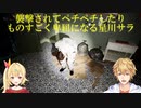 【Pacify】襲撃されてペチペチしたりものすごく卑屈になる星川サラ【にじさんじ切り抜き】