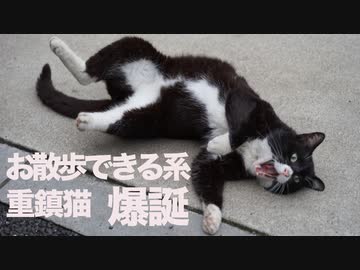 伝説の重鎮猫、お散歩できる系ボス猫となる