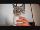 目覚めたら猫が一緒に寝てくれていたので一日の予定を全キャンセルしました