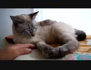 あくびの流れで自分の足を食べちゃった猫がかわいすぎる