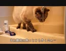 急に水浴びを始めた猫の足が滑って大変なことに…
